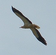 Egyptian Vulture - Neophron percnopterus © Teresa Farino